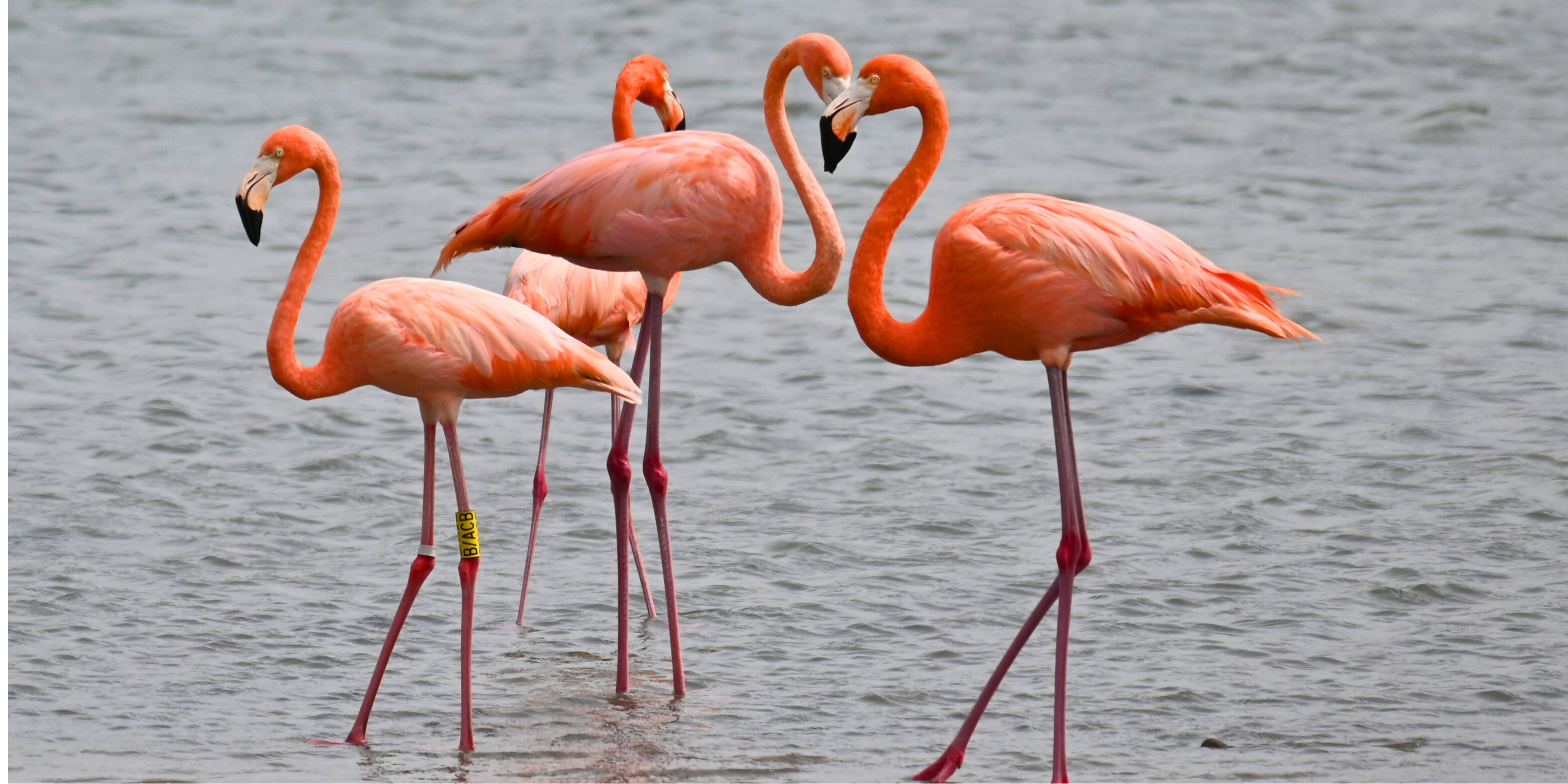 Das Herz von Mallorca: Unsere Salinen als wertvolles Ökosystem